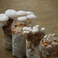 bibit jamur bibit jamur